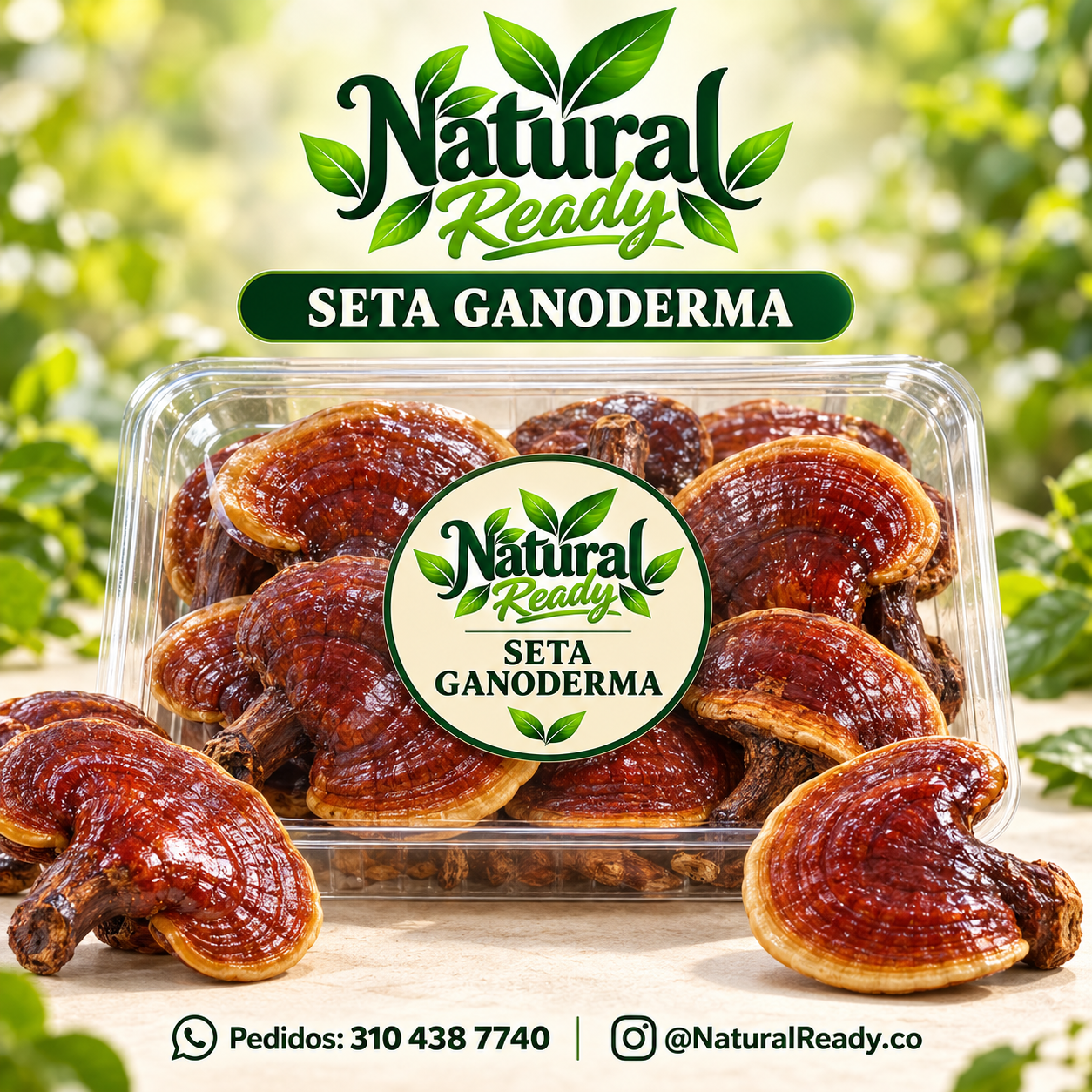 Seta ganoderma consulta presentación, presentación Natural Ready